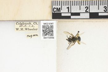 Media type: image;   Entomology 773946 Aspect: Labels